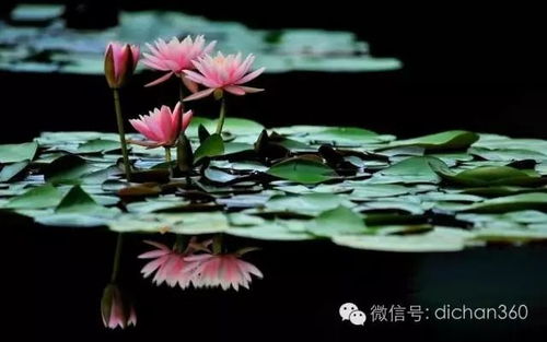 绿城集团园林软景苗木图谱在日常用品中的应用