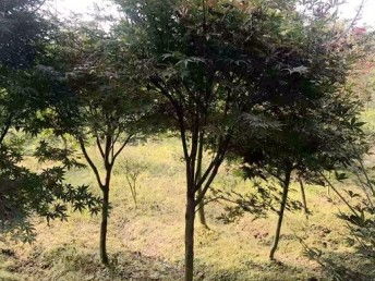 四川成都优质精品红枫 苗木价格与工艺品魅力