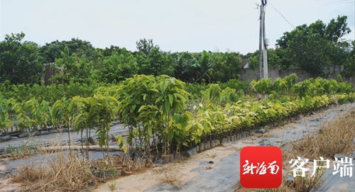 准新商机种下二次创业梦——海垦龙江农场公司转变思路描绘苗木产业新版图
