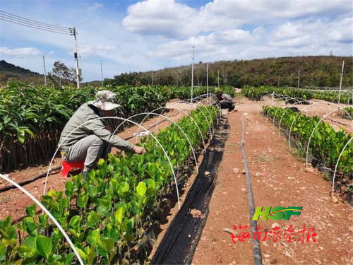 海垦龙江农场公司加快推进大岭热带水果精品苗木培育产业园项目建设