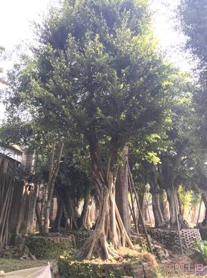 小叶榕苗木 品质保证与最新报价——龙海市东泗兴辉园艺场为您提供优质绿化苗木