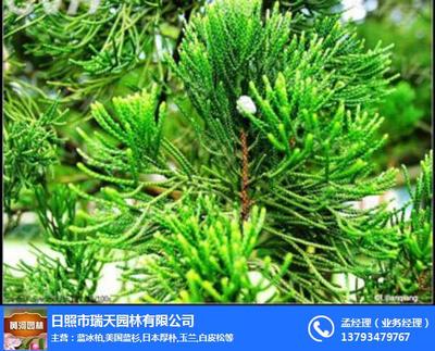 黄河园林圆柏树苗 优质苗木的可靠选择