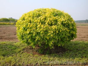 河北保定定州春晖苗木基地 金叶榆种植的成活率保障