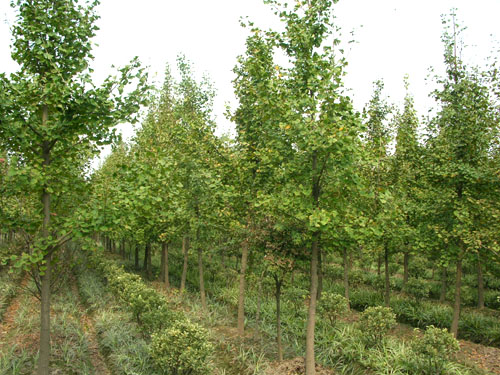 江苏徐州银杏苗木价格参考 以φ3cm为例探析市场行情