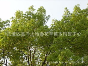 优质香樟苗木 5至15公分规格，一站式采购指南