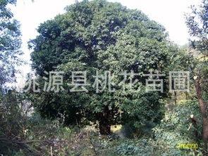 基地专供绿化苗木精品桂花 选购指南与市场展望