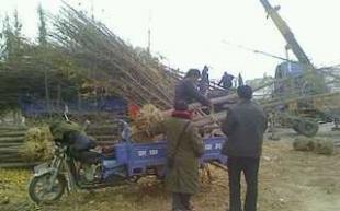 业光银杏苗木基地 为您提供2-80公分实生银杏树，一站式农副产品供应专家