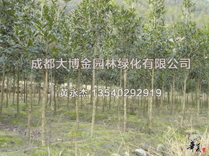 探秘基地精品苗木 绿色产业的璀璨明珠