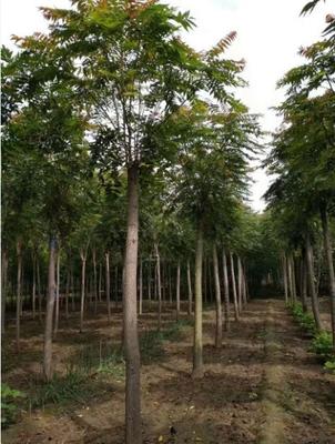 3-10公分臭椿树批发价格行情与选购指南