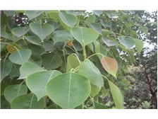 绿意盎然，品质之选 雨阳苗木基地精品朴树苗木展示