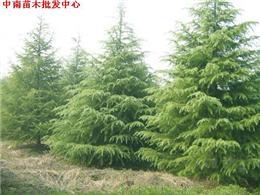 花木产品与苗木图片赏析 自然与商业的完美融合