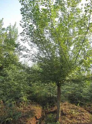 三角枫苗木市场价格解析 从规格、品质到选购指南