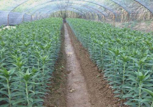 农村种植绿化苗木的发展前景与最具市场潜力的品种分析