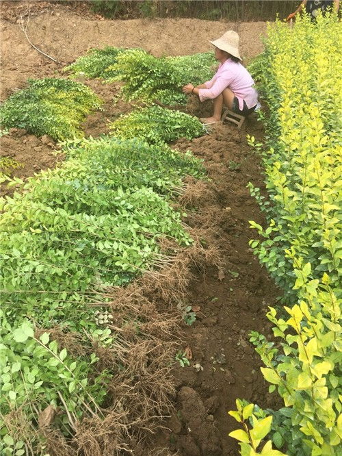 金叶女贞在河南焦作中站苗木市场的价格分析