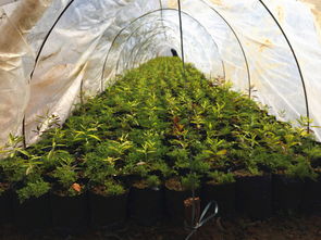 印度檀香苗价格与檀香木批发苗木概述