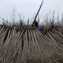 临清市尚店绿源苗木经销部 优质苗木供应，助力绿色生态建设