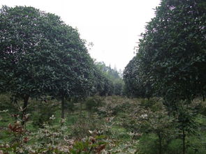 桂花在温江绿化苗木中的应用及其乔木特性