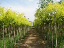 绿化苗木产品与461种苗木图片信息详解